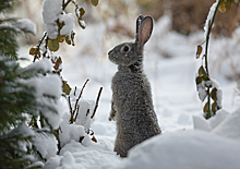 Как защитить сад зимой от мышей и зайцев