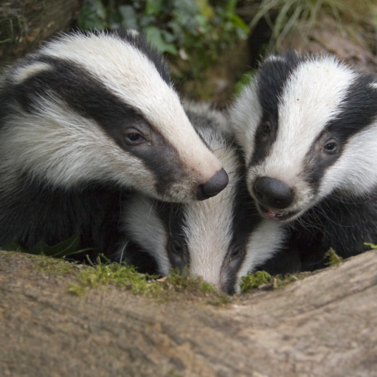 Европейский барсук. Качества барсука. Европейский барсук. Качества барсука. Барсук сибирский.