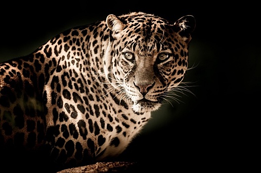 В приморском зоопарке, где леопард ранил ребенка, нашли нарушения
