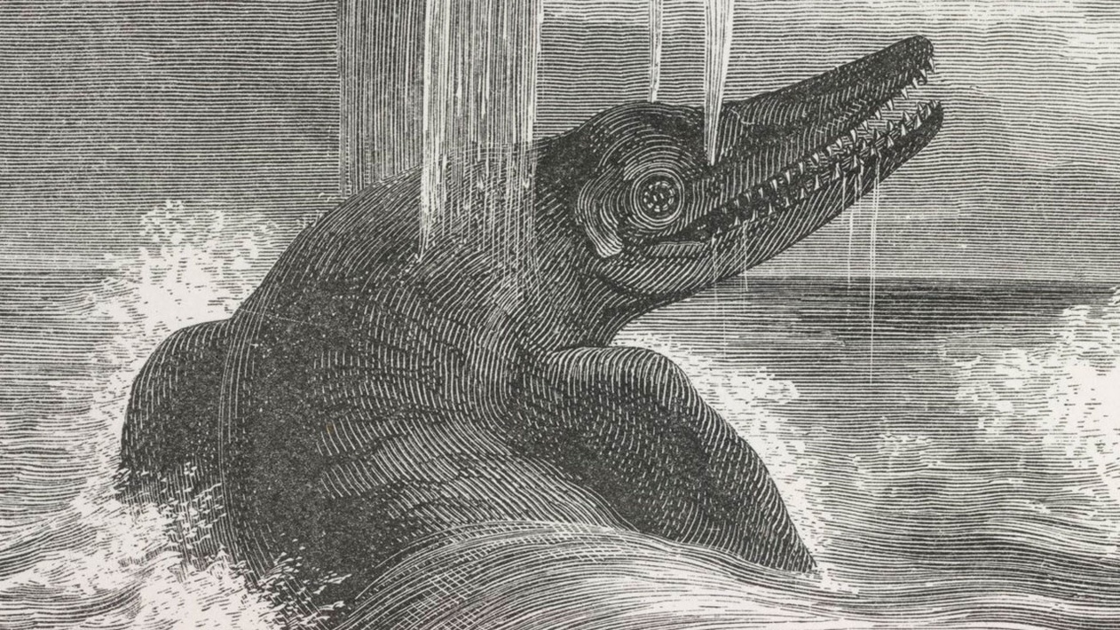 Ихтиозавры вторичноводные. Cymbospondylus youngorum. Ихтиозавр морской дракон. Скелет ихтиозавра. Ихтиозавры (род).