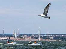 Команда Санкт-Петербурга выступит на Спартакиаде по парусному спорту в Таганроге