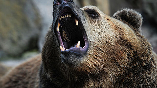 Медведь убил россиянина