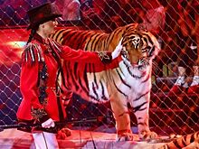 Зоопарки и цирки будут работать по-прежнему еще шесть лет