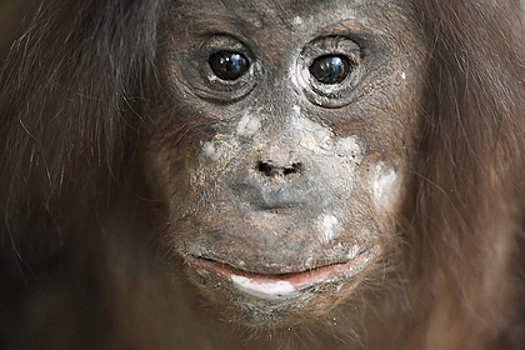 Блогер накурил обезьяну и прослыл живодером