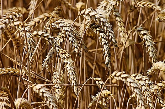 В Алтайском крае пресечен незаконный вывоз более 700 тонн пшеницы без проверки на остатки трибенурон-метила