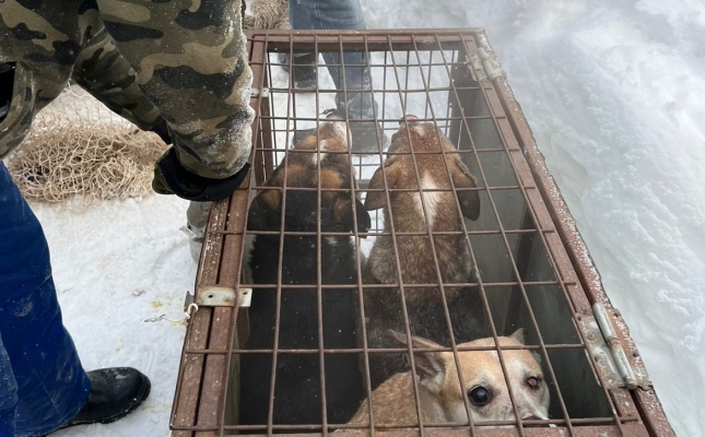 В Новосибирске пенсионерку отправили в психлечебницу за гибель 18 собак