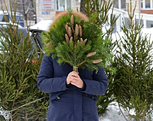 В Челябинске официально стартовала продажа елок