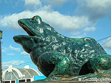 Биологи заявили о резком сокращении популяции лягушек. Почему это опасно?