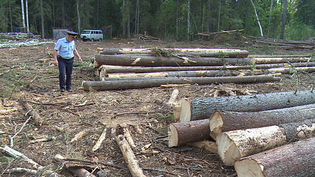 Свердловского торговца оружием поймали на уничтожении леса