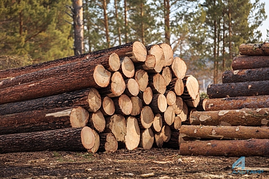 В Совете Федерации призвали увеличить вдвое количество лесников для уменьшения незаконных вырубок в лесу