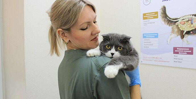 30 октября в Ростовской области пройдет день льготной стерилизации животных-компаньонов