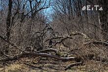 Вырубка берёзовой рощи в экологически неблагополучном городе возмутила приморцев