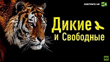 На сайте RTД состоялась премьера совместного фильма RT и WWF России