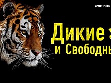 На сайте RTД состоялась премьера совместного фильма RT и WWF России