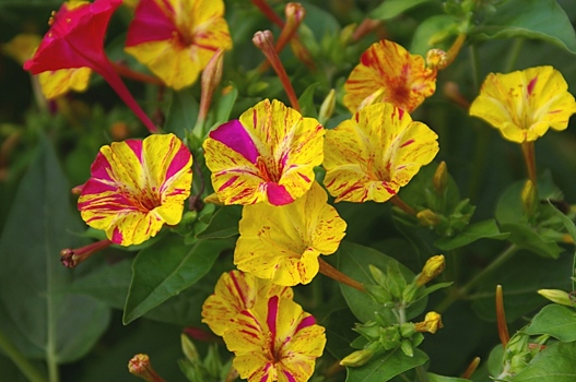 Благоухающие ночецветы: 15 растений, которые распускаются в сумерках