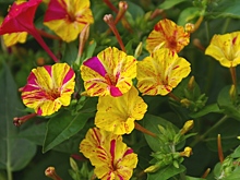 Благоухающие ночецветы: 15 растений, которые распускаются в сумерках