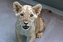 На западе Москвы в каршеринговом автомобиле обнаружили детеныша азиатского льва