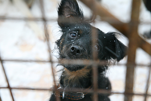 Власти сообщили о перевозке бездомных собак из Анжеро-Судженска в Кемерово
