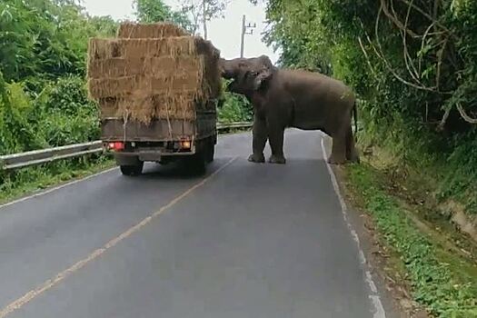 В Таиланде голодный слон снес крышу машины. Видео