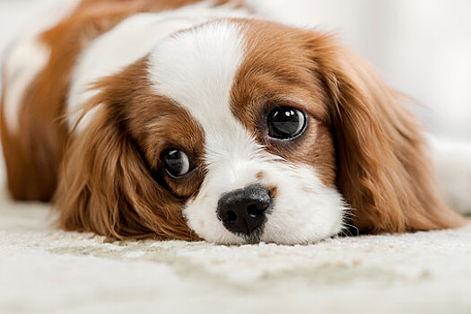 В Подмосковье 18-летняя девушка едва не погибла от инсульта, но была спасена своей собакой