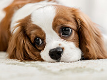 В Подмосковье 18-летняя девушка едва не погибла от инсульта, но была спасена своей собакой