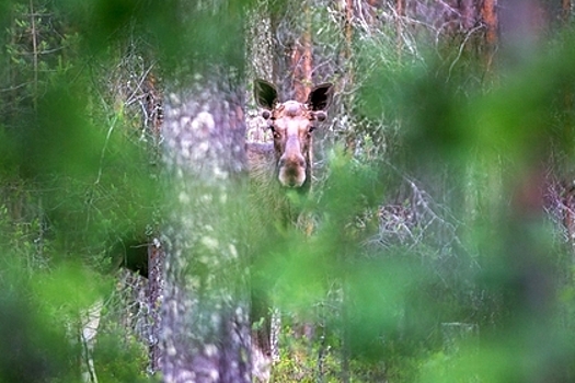 Минивэн врезался в лося и вылетел в кювет
