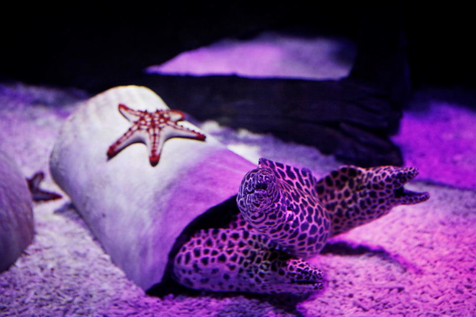 Аквариум Sea Life, Езоло, Венето, Италия, Европа
