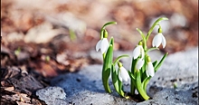 Климатолог рассказала, когда в Калининградскую область придет весна