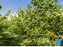 Дагестан по закладке новых садов вошел в тройку лидеров среди субъектов России