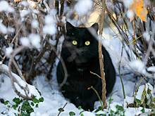 Температурные горки: какой будет погода в Москве на предстоящей неделе