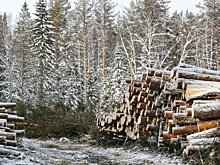 На Инзерских зубчатках в Башкирии начали вырубать лес