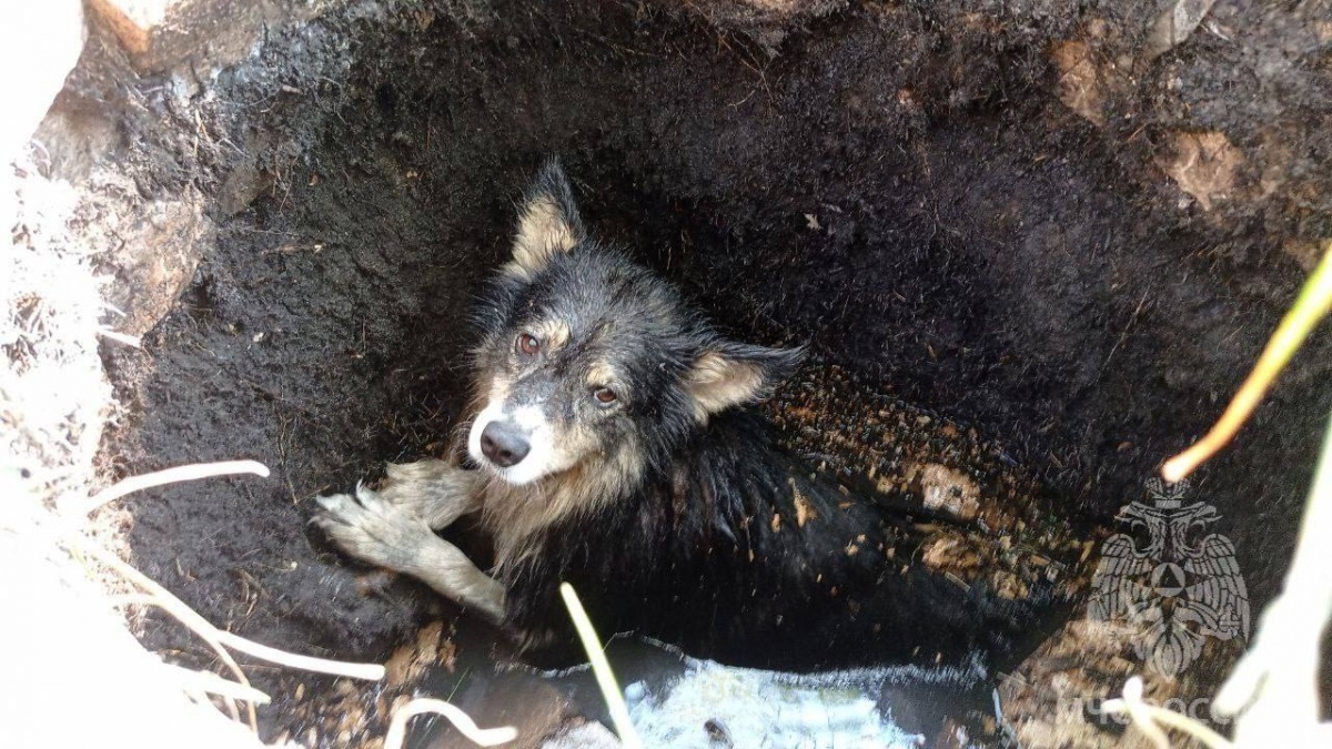 Собаку спасли из западни за рекой под Нижним Новгородом