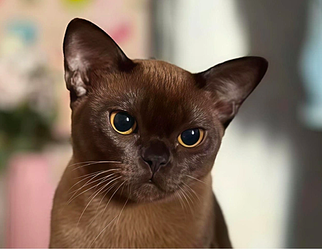 В Новосибирске за котенка бурманской породы просят 190 тысяч рублей