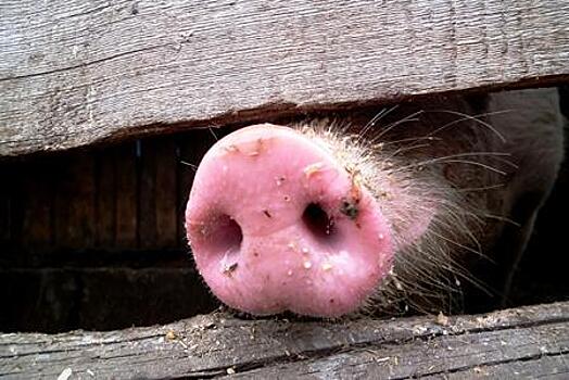 Вспышка африканской чумы свиней зафиксирована в одном из поселков Челябинской области