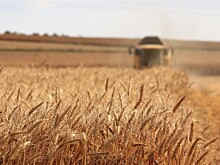 Россия может увеличить поставки пшеницы в Индию до 9 млн тонн