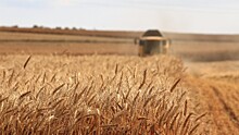 Россия может увеличить поставки пшеницы в Индию до 9 млн тонн