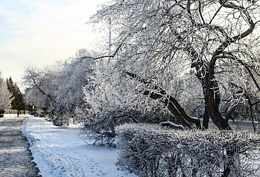 «Это пришло к нам с Запада» —  в омском Воскресенском сквере  зальют каток среди деревьев