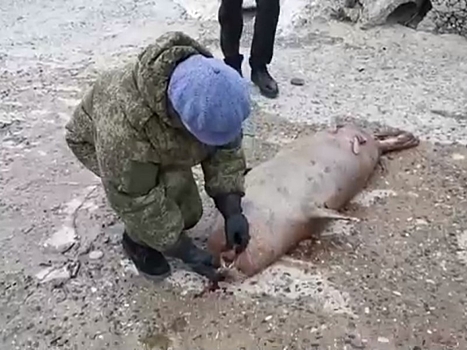 272 мертвых краснокнижных тюленя обнаружено на северном побережье Каспийского моря