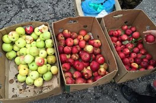 В Нижнем Новгороде уничтожили 400 килограммов яблок без документов