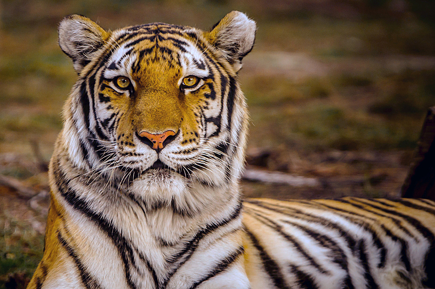 29 июля весь мир отмечает Международный день тигра. День учредили тринадцать государств, где живут эти великолепные большие кошки.