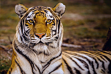 Сумеречные охотники: мир отмечает День тигра
