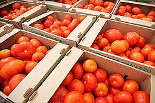 Новосибирск закидают петербургскими помидорами