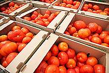 Новосибирск закидают петербургскими помидорами