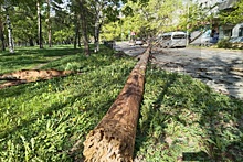 Шквалистый ветер повалил деревья в Хабаровске