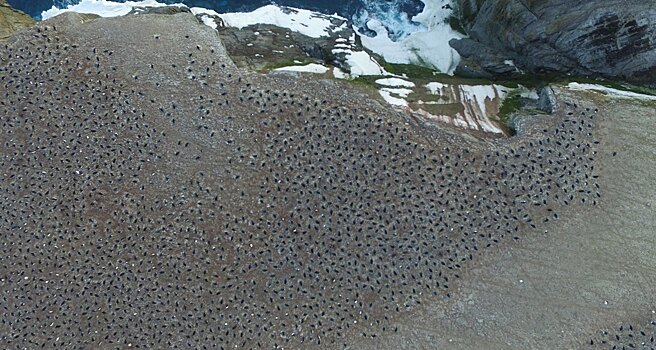 Ученые нашли пингвинью колонию возрастом 3 тыс. лет по снимкам из космоса