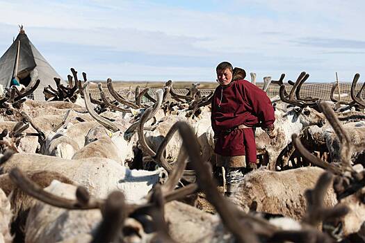 «Здесь не выживают, а живут». Европеец описал поездку к оленеводам в тундру