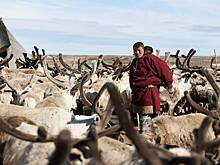 «Здесь не выживают, а живут». Европеец описал поездку к оленеводам в тундру