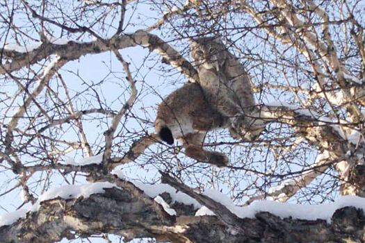 Рыси стали нападать на собак и кошек в Подмосковье
