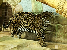 Зоопарк «Лимпопо» в Нижнем Новгороде переходит на зимний режим работы