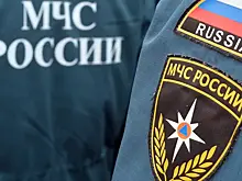 Кот неделю просидел на дереве в Новой Москве и дождался помощи